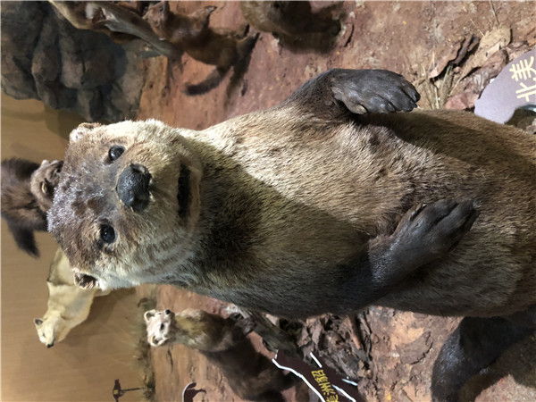 成都不銹鋼制品-成都博物館